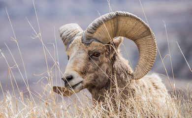 badlands bighorn sheep herd