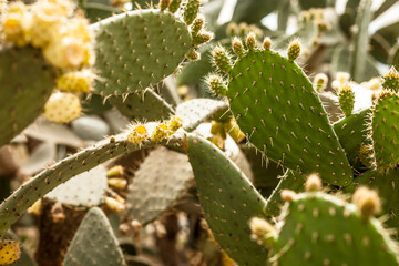 cactus plants