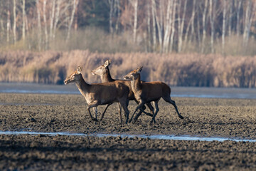 Łanie jeleń szlachetny Cervus elaphus elaphus w swoim środowisku naturalnym © PeterG