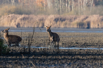 Młody jeleń szlachetny Cervus elaphus elaphus na spacerze, ostoja zwierzyny w rezerwacie przyrody © PeterG