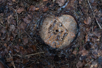 Heart shaped tree stumps of cut down tree in woods during cold autumn. Forest clearing, maintenance.