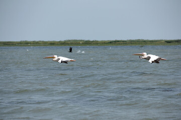 Birds of Danube Delta