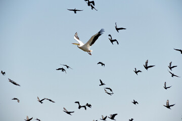 Birds of Danube Delta