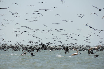 Birds of Danube Delta