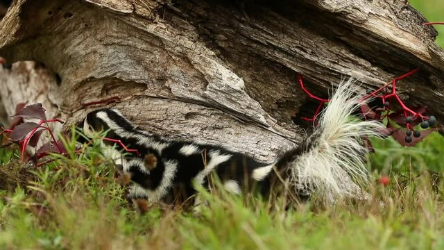Eastern Spotted Skunk, adult climbing around log, standing on front paws, 