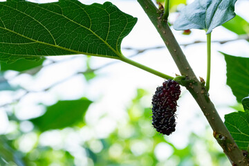 mulberry fruit black on the branch of tree on sunny day