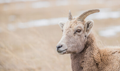 badlands bighorn sheep herd