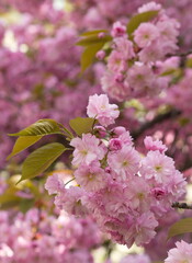 Wunderschöne zart rosa rosé Kirschblüten - aufgeblüht