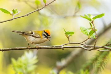 Small and colorful Common firecrest, Regulus ignicapilla singing in a boreal forest in Europe. 