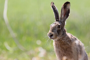 European hare portrait