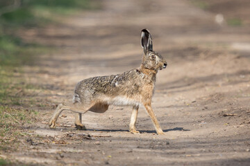 European hare