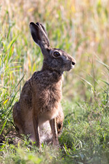 European hare
