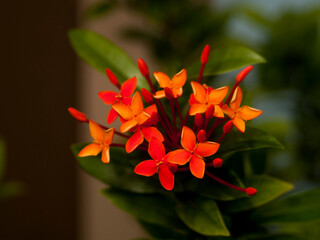 "
Tropical plants pic twenty three, flower modeling backgrounds, blurry bokeh art"
