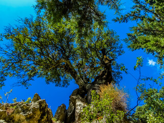 A tree perched on the rim of the Imbros Gorge near Chania, Crete on a bright sunny day