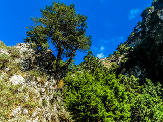 A lone tree on the rim of the Imbros Gorge near Chania, Crete on a bright sunny day