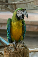 Macaw parrot.