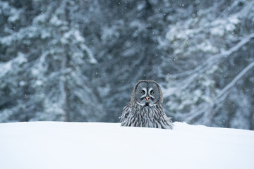 Great Grey Owl (Strix nebulosa) standing on white snow in the middle of winter wonderland of snowy taiga forest near Kuusamo, Northern Finland.
