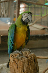 Macaw parrot.