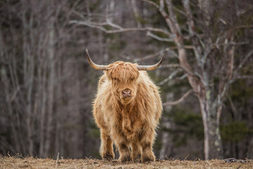 herd of Highland cattle Scotland