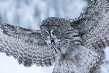 A close-up of a flying Great Grey Owl (Strix nebulosa) wathcing in a snowy taiga forest near Kuusamo, Northern Finland.	