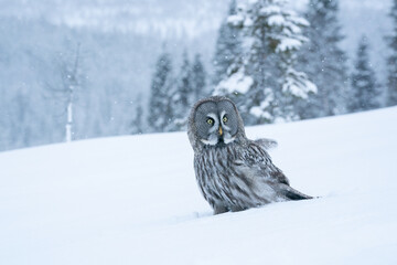 Great Grey Owl (Strix nebulosa) standing on white snow in the middle of winter wonderland of snowy taiga forest near Kuusamo, Northern Finland.	