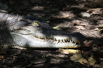 Close up head crocodile is show eye in thailand.