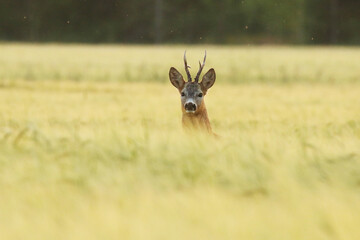 A beautiful Roe deer, Capreolus capreolus buck in a crop field during a late summer evening in Estonian countryside. 