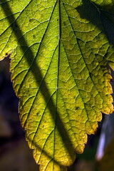 Blackcurrant leaf close-up in the garden in autumn