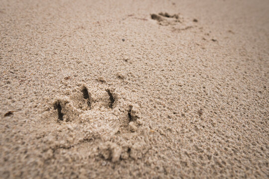 Dogs footprint in the sand at the beach