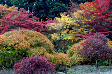 Beautiful botanical park in autumn full of color