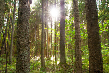 A lush old-growth Estonian boreal forest with sun shining during summer evening, Northern Europe.	
