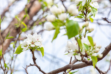 Closeup branch with beautiful blooming pear tree flowers in garden