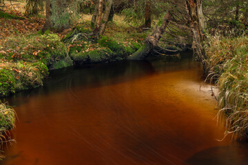 Jezerni creek in autumn color morning with red water and dry leafs on ground