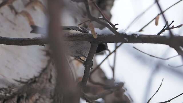 Coal tit or cole tit. Bird is sitting on frozen tree branch. Small passerine bird in winter forest.