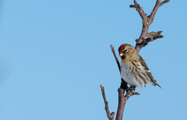 Redpoll on a Crisp and Cold Winter Day