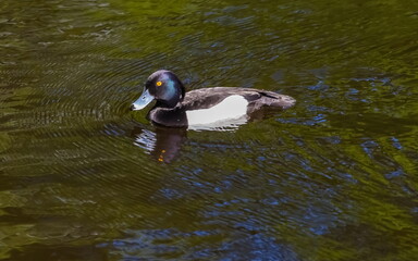 The black crested bird swims in the waters of the city pond in the Park in the summer