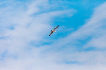 Flying bird river gull on the background of blue sky and white clouds (Background, banner, Wallpaper)