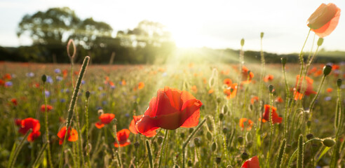Sunshine poppy field landscape