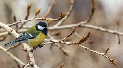 Bird tit close up on a branch of a poplar tree in spring