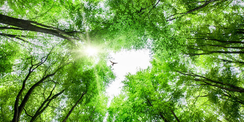 View through tree canopy with bird soaring