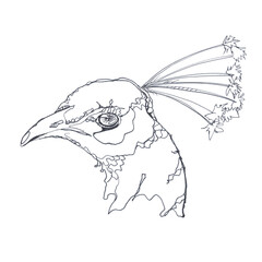 Indian peacock. Isolated on a white background.