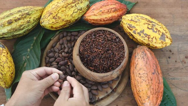 Man Holding Cocoa shell out of Cocoa Roasted for making a cocoa nib and hot cocoa and chocolate. selective focus.