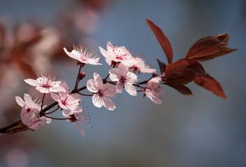 Wunderschöne Pflaumenblüten in voller Blüte