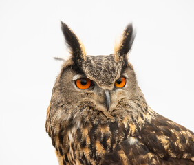 Eurasian Eagle Owl on Perch