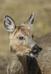 young deer profile in wild