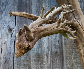 Dry tree root close-up in summer against the background of old boards of the barn wall