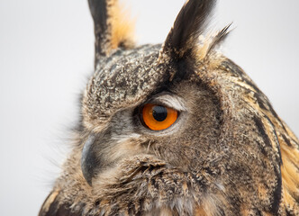 Eurasian Eagle Owl on Perch