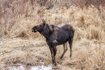 spring round bull moose drinking 