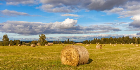 Field with mown grass and hay rolls on the background of the forest and the sky with clouds in summer