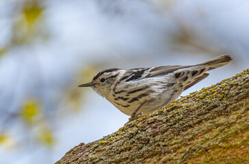 Black-and-White Warbler on Tree